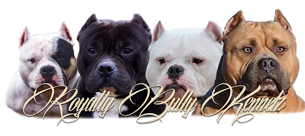 American Bully Kennel, Elkhart Indiana Bully, Ontario Canada Bully, Akron Ohio Bully, North Manchester Indiana Bully, Dogs, Canine, Royalty Bully Kennelz